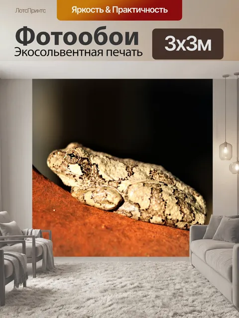 Фотообои Дерево Лягушка крупным планом