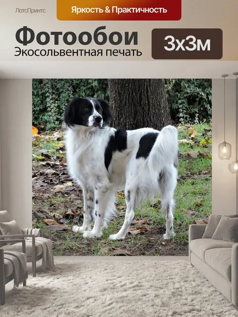 Фотообои Собака