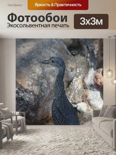 Фотообои Полосатая цапля стоит у воды