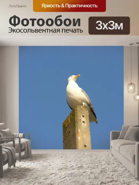 Фотообои Птица