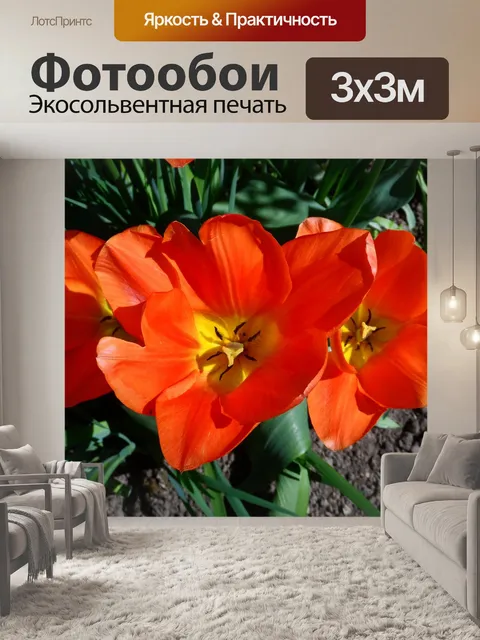 Фотообои Тюльпан