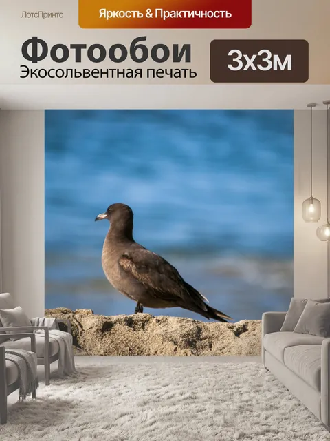 Фотообои Молодая чайка