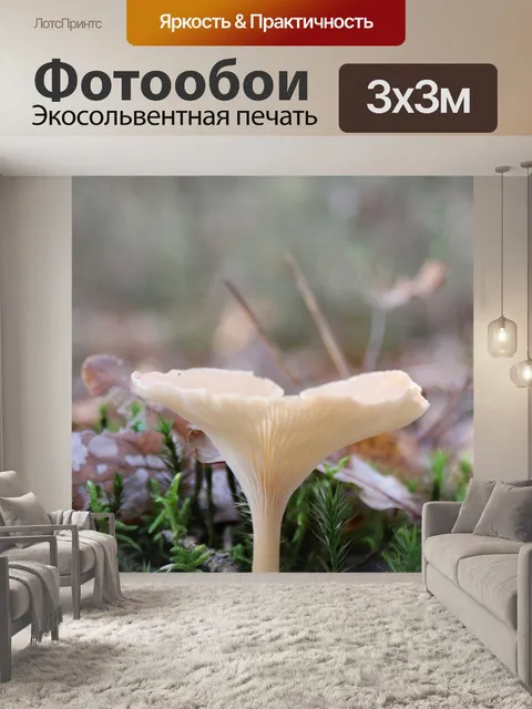 Фотообои Грибы