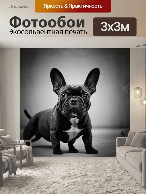 Фотообои **минималистический французский бульдог в стиле монохромной фотографии**