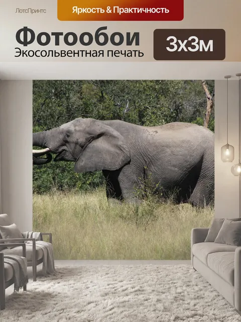 Фотообои Слон