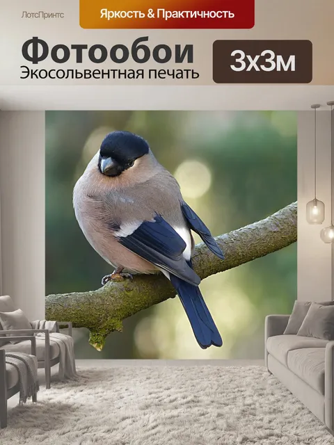 Фотообои Снегирь