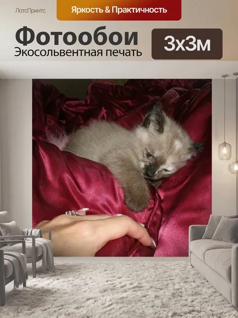 Фотообои Сиамский