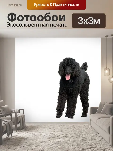 Фотообои Собака, черный стандартный пудель
