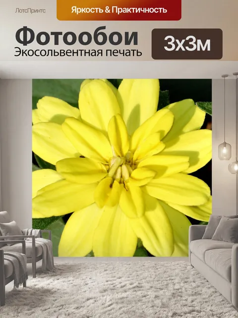 Фотообои Желтая Цинния Крупным планом
