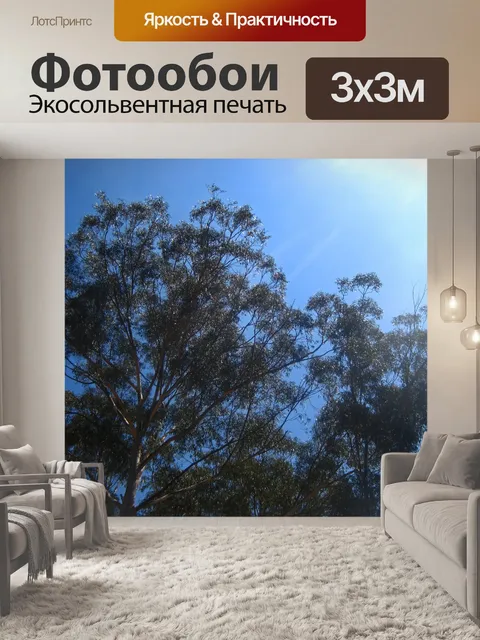 Фотообои верхушки эвкалиптовых деревьев