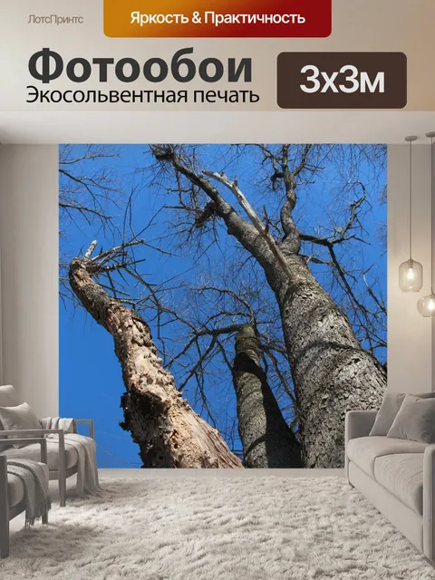 Фотообои Деревья и лазурное небо