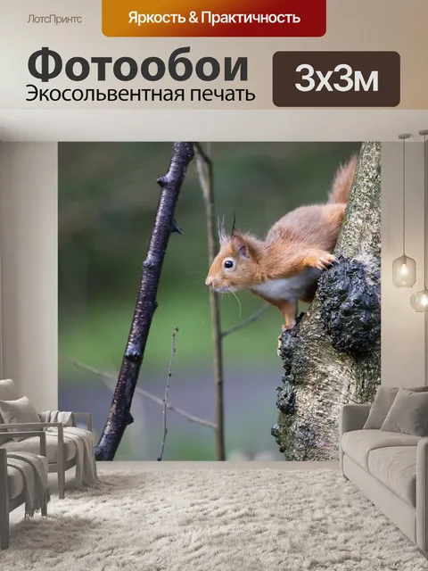 Фотообои Красные белки