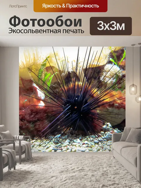 Фотообои Морские ежи