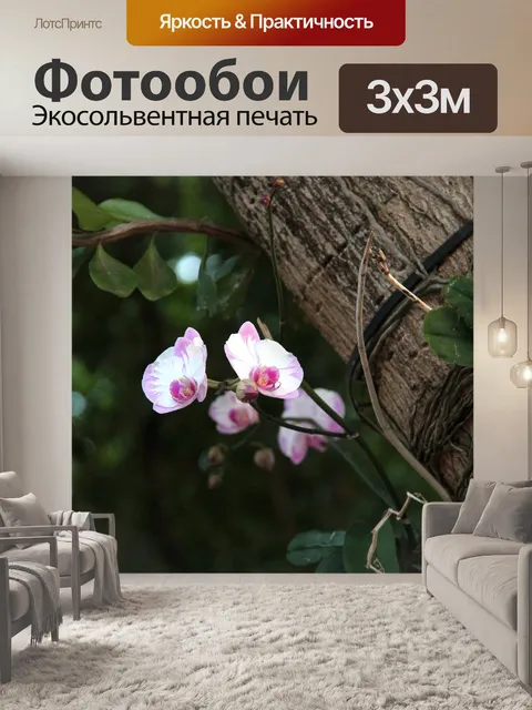 Фотообои Орхидея