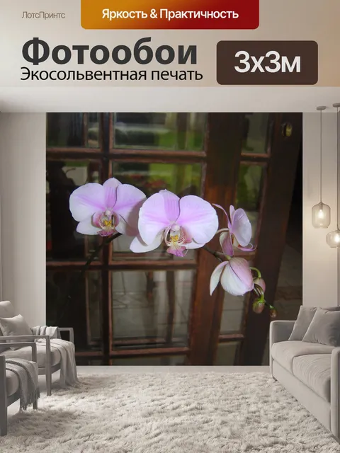 Фотообои Орхидеи