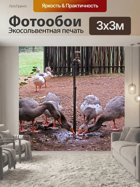 Фотообои Гуси пить из лужи