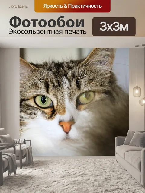 Фотообои Раздраженный кошки