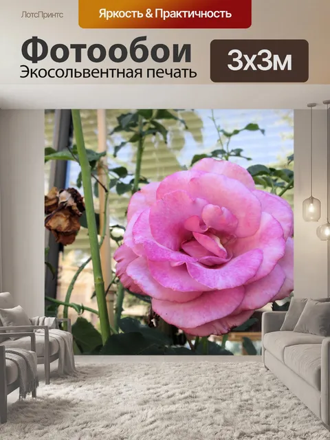 Фотообои розовая роза
