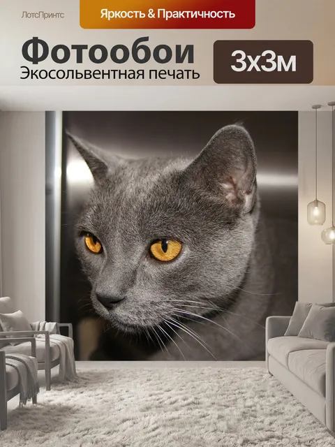 Фотообои Кот