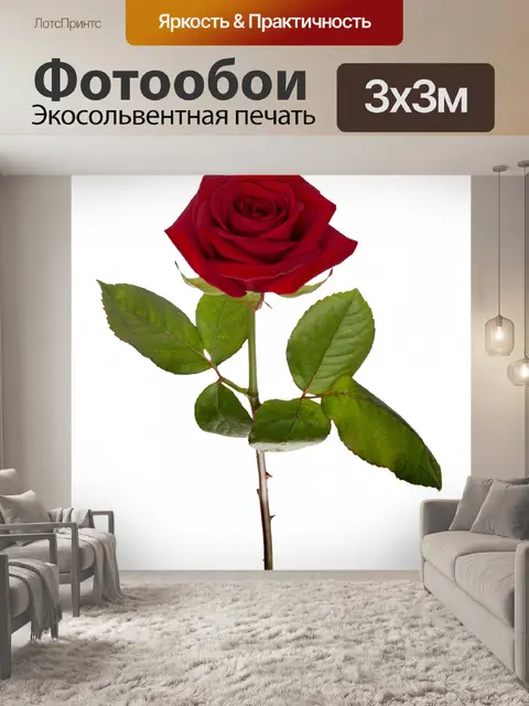 Фотообои Красная роза