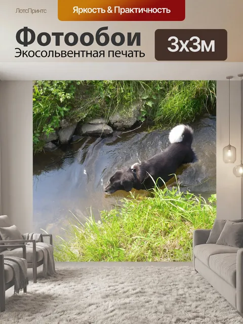 Фотообои Собака