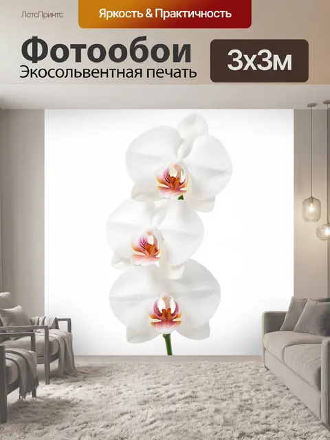 Фотообои Белые орхидеи на светлом фоне