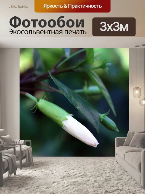 Фотообои белый бутон gumamela