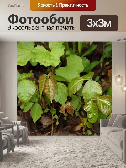 Фотообои ядовитый плющ