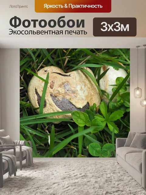 Фотообои Пыльные грибы