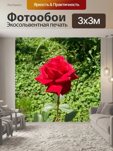Фотообои Роуз