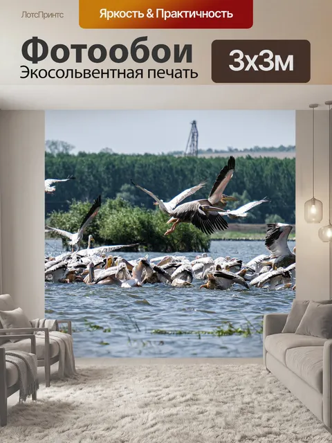 Фотообои Большие белые пеликаны