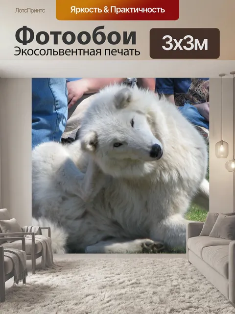 Фотообои волк