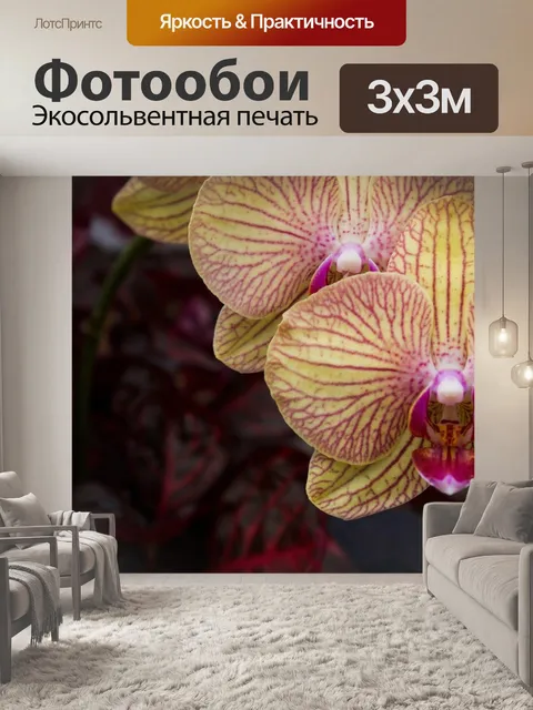 Фотообои Орхидея