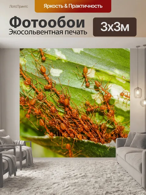 Фотообои Красные муравьи
