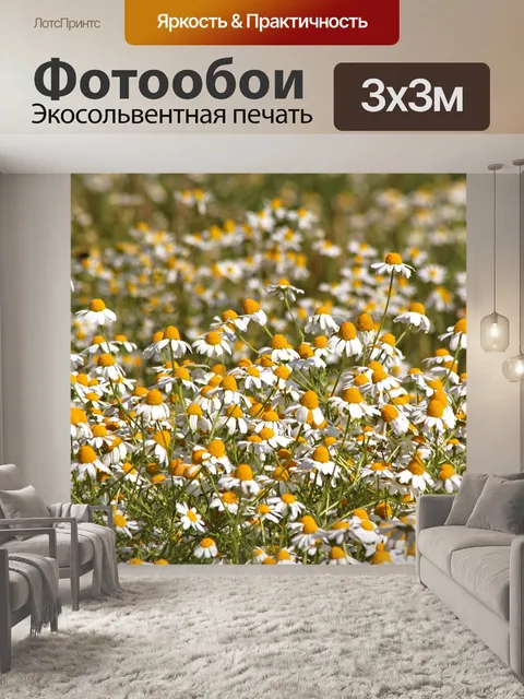 Фотообои Ромашка