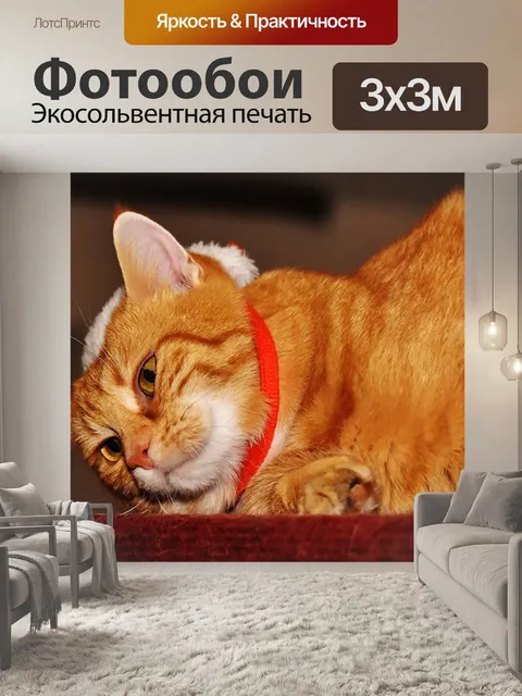 Фотообои Кот