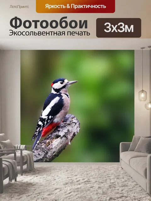 Фотообои Дятел Птица