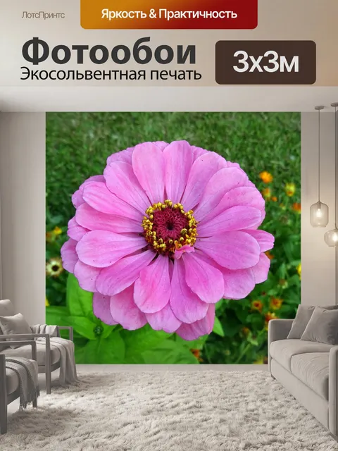 Фотообои Цинния