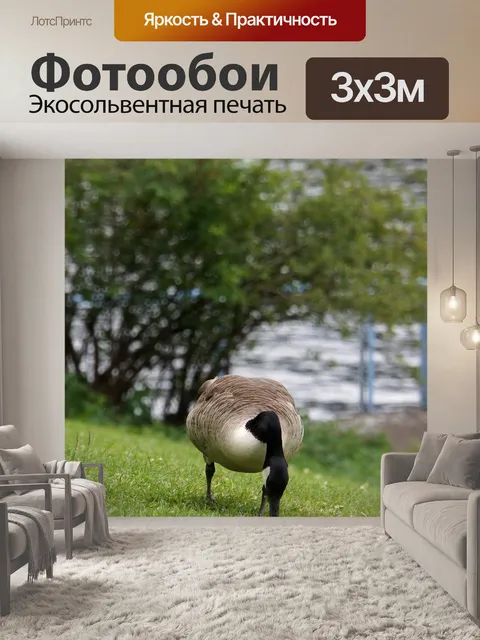Фотообои Канадский гусь
