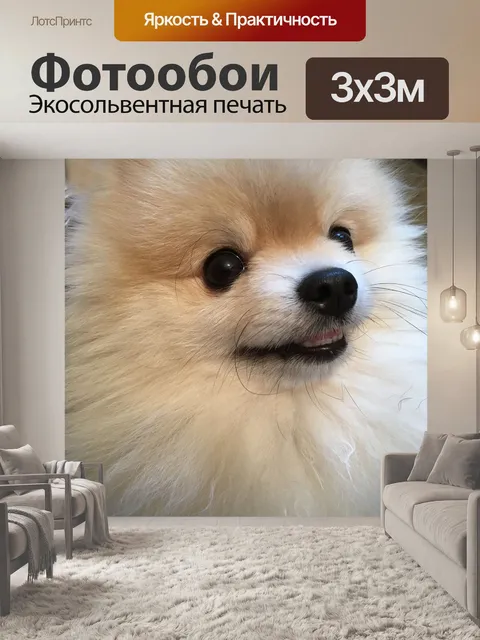 Фотообои Померанский шпиц