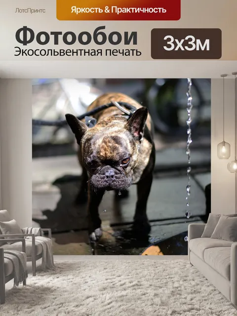 Фотообои Собака