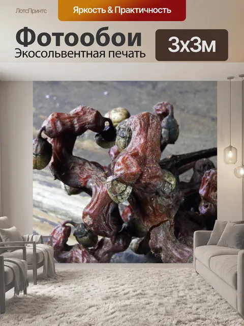 Фотообои спелая гроздь японского изюма