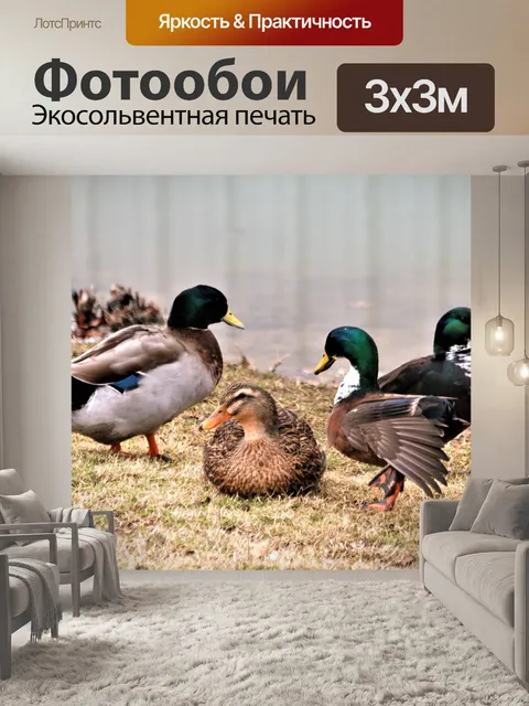 Фотообои Четыре кряквы в траве