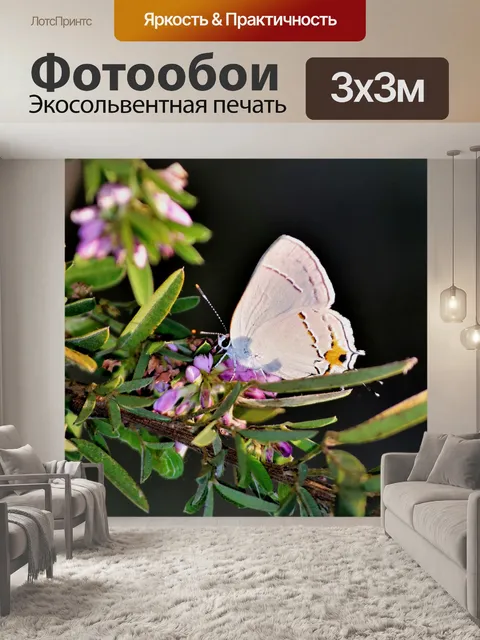 Фотообои Серый парикмахерская бабочка 2