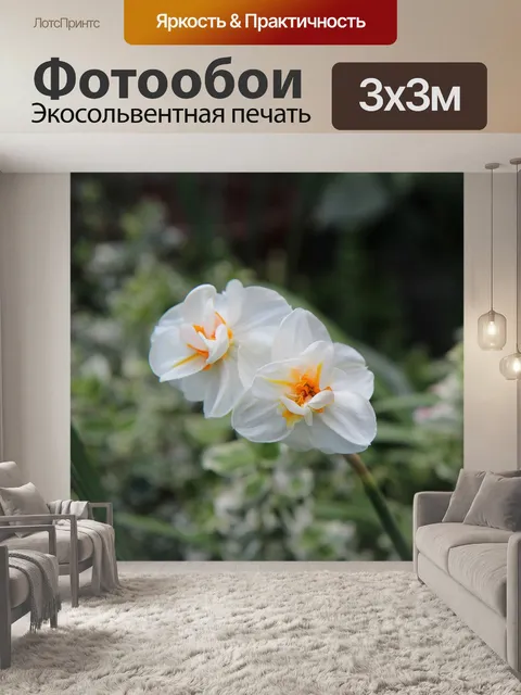 Фотообои Нарцисс