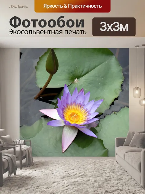 Фотообои Цветок лотоса в цвету