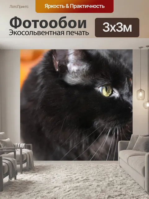 Фотообои Черный кот
