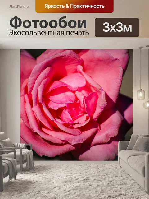 Фотообои Розовая роза
