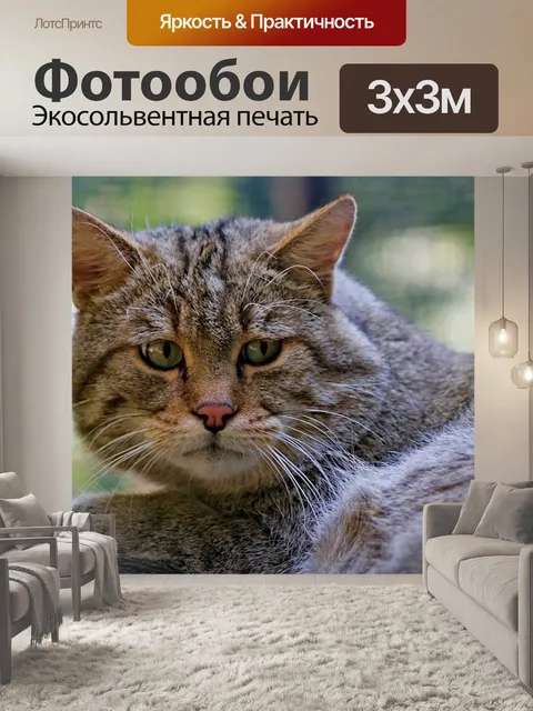 Фотообои Кот