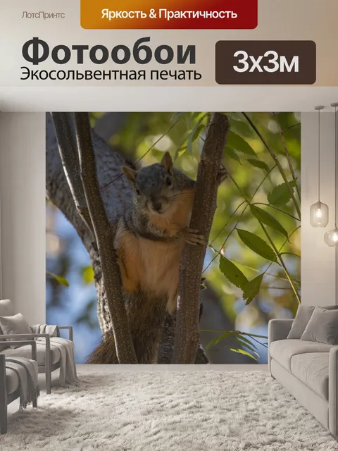 Фотообои Задний двор Белка женская